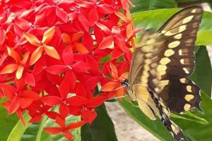 Butterfly Sanctuary Private Guided Tour Experience