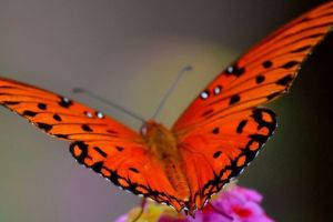 Exclusive Cocoa Garden & Butterfly Sanctuary Escapade