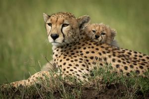 4 Days Fly-in Safari: Kidepo Valley Wilderness 