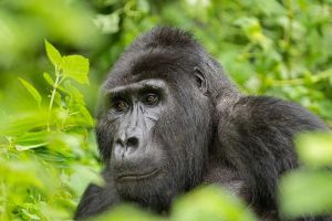 9 Days Fly-in Safari: Best of Western Uganda