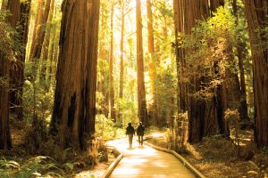 Muir Woods & Sausalito Tour