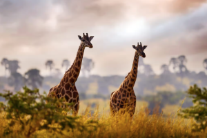 5 Days Fly-in Safari: Gorillas & the Nile Savannah