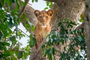 14 Days Fly-in Safari: Wild Wonders of Uganda 