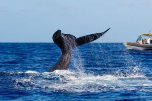 Whale and Wildlife Adventure - Zodiac Boat
