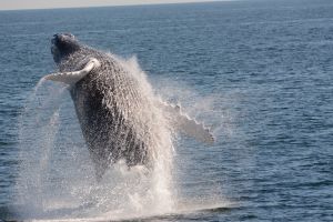 Cape May Whale and Dolphin Watching Adventure