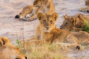 Victoria Falls: Night Game Drive and Bush Dinner
