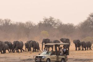 Victoria Falls: Hwange National Park Game Safari Day Tour