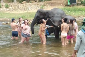 Elephant Sanctuary Tour in Chiang Mai
