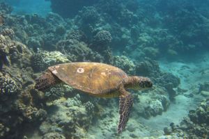 Morning Turtle Snorkel from Waikiki