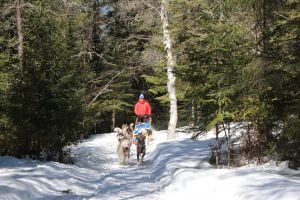 Dogsledding - Nordic Adventure