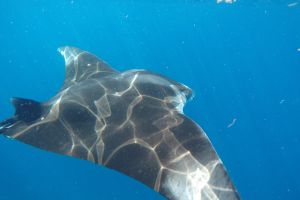 Whale Shark Tour from Cancun, Riviera Maya & Tulum