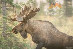 Alaskan Daybreak Photo Tour (Close To Denali)