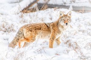 Midday Alaskan Photography Tour (Fairbanks, AK)