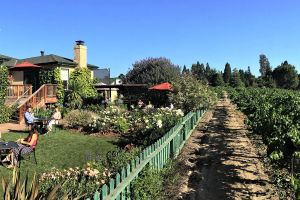 Dutton Estate Sonoma Vineyard Garden Wine Tasting