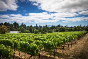  Furthermore Wines Sonoma Wine Tasting