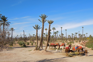 Camel Ride in Marrakech Desert Experience | Marrakech Tours