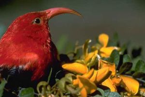 Exclusive Hakalau Forest National Wildlife Refuge Birdwatching Tour