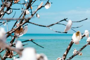 Dolphin Watching & Shelling Adventure In St. Petersburg