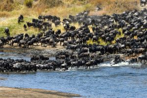 7-Day Serengeti Wildebeest Migration Safari