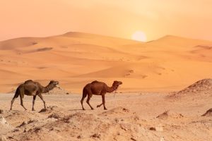 6 days desert tour in Morocco from Marrakech