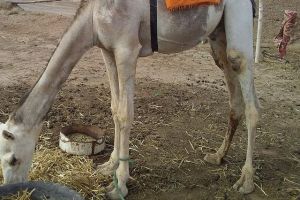 10 Days Morocco tour from Casablanca