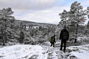 From Stockholm: Winter Nature and Forest Hike