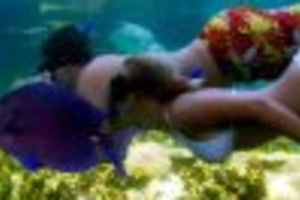 Puerto Plata: Ocean World Adventure Park Day Pass