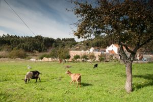 Viagem a Pé pelas Aldeias do Xisto I autoguiado
