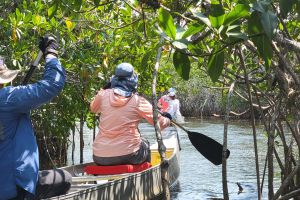 Guided Canoe Tour of Nine Mile Pond in Everglades National Park