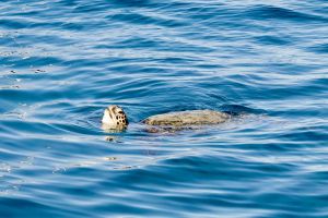 Waikiki Glass Bottom Boat Cruise