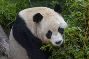 San Diego Zoo 1-Day Pass