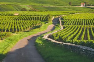 Côte de Beaune Half-Day Wine Tour from Dijon ( Shared )