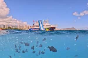 Honolulu Snorkeling & Wildlife Tour