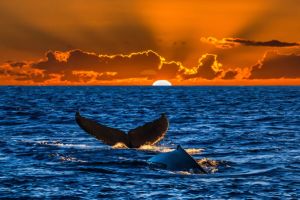 Whale Watching Tours in Waikiki