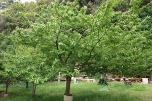 Premium Safari Tour–The Secrets of Cretan Wine & Olive Oil