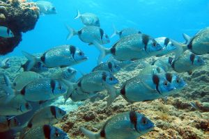 Adventurous Snorkeling Boat Trip