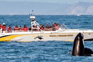 Open Boat Day Tour