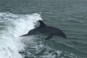 Nags Head Dolphin Tour - Nags Head, NC