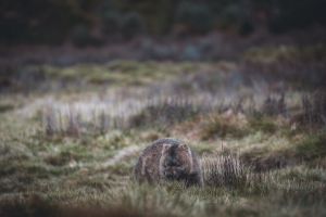 6-Day Tassie's Wilderness Icons Tour