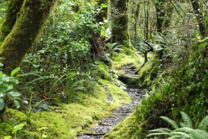 Te Anau to Milford Sound Scenic Day Tour