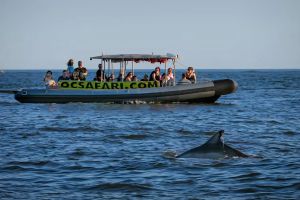 Safari Boat Tour Ocean City - West OC Watersports