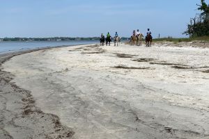 Holbox Beach Horseback Riding