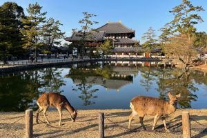 Kyoto & Nara Tour from Osaka – Small Group