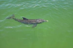 Sunset Dolphin Cruise with Sanibel Lighthouse Views