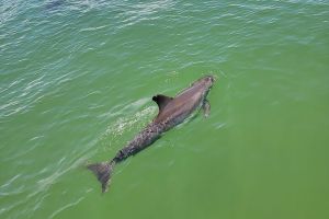 Fort Myers Beach Dolphin & Sightseeing Tour Refreshments Included