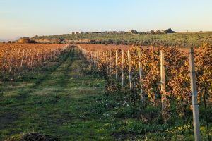 Rome: Frascati Vineyard Bike Tour with Train Tickets