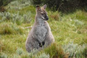 6-Day Tasmanian Explorer Adventure Tour