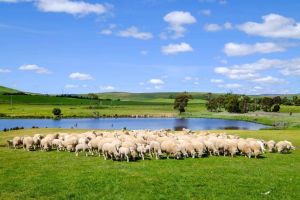 Mount Field Private Charter Tour