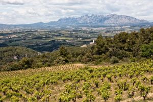 Penedès and Cava Winery Small-Group Tour