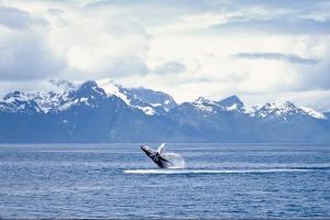 Juneau Wildlife Whale Watching Adventure